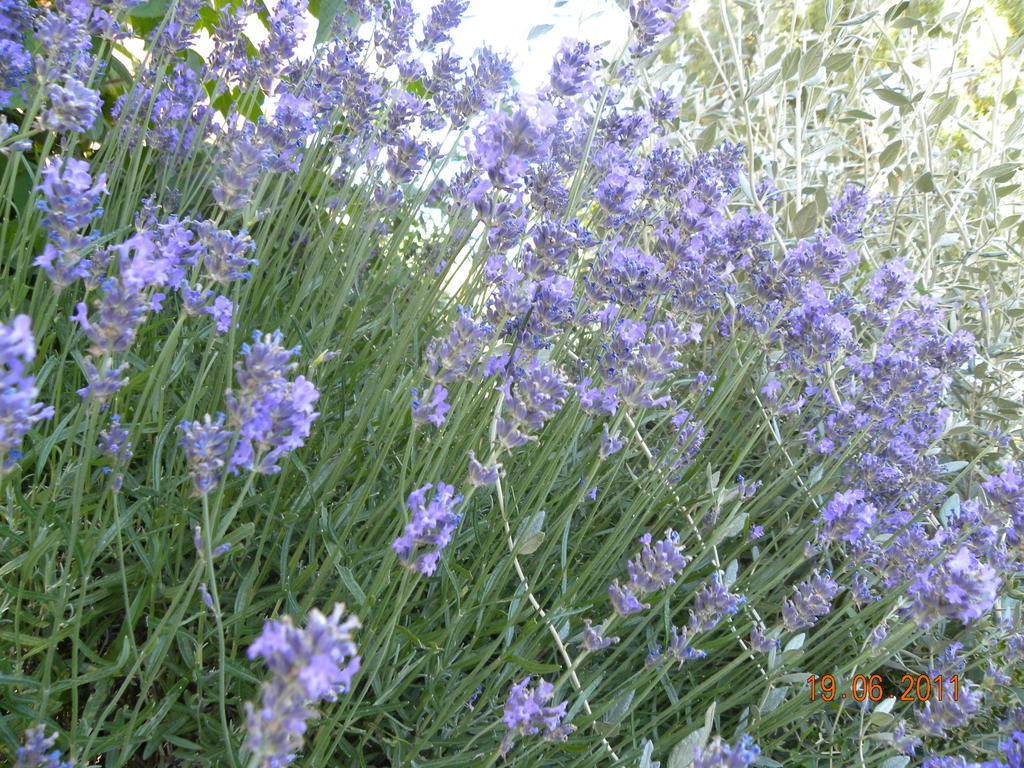 La Ginestra