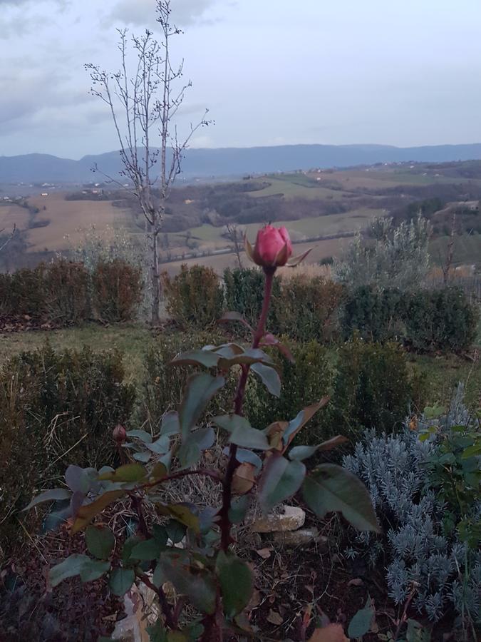 La Ginestra Todi